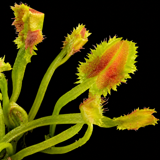 Dionaea muscipula 'Tower of Madness' (Venus Flytrap)