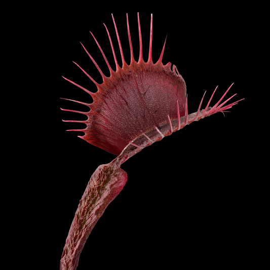 Dionaea Muscipula 'Asura' (Venus Flytrap)