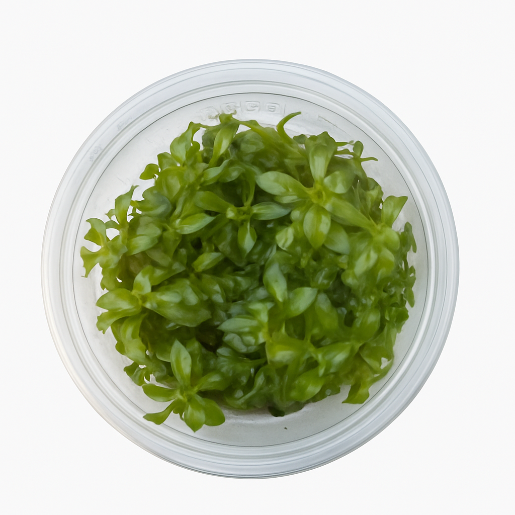 Ludwigia Dark Orange 'Atlantis'