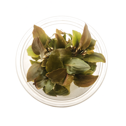 Lagenandra meeboldii 'Bleeding Heart'