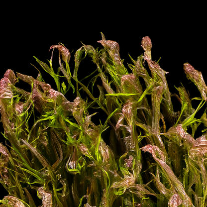 rotala wallachii tissue culture australia  sample on a black background