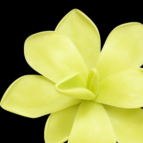 Yellow flower labeled 'Pinguicula kunlun' on a black background