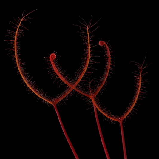 Drosera binata