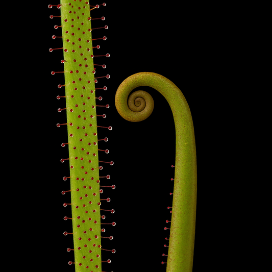 Drosera regia (King Sundew)