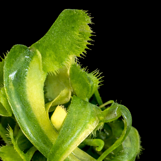 Dionaea muscipula 'Variegated Sharks Teeth' (Venus Flytrap)