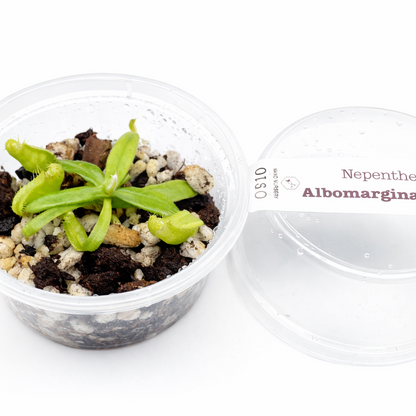 Albomarginata Nepenthes Small potted plant in a clear container with a white lid on a white background Nano Nursery