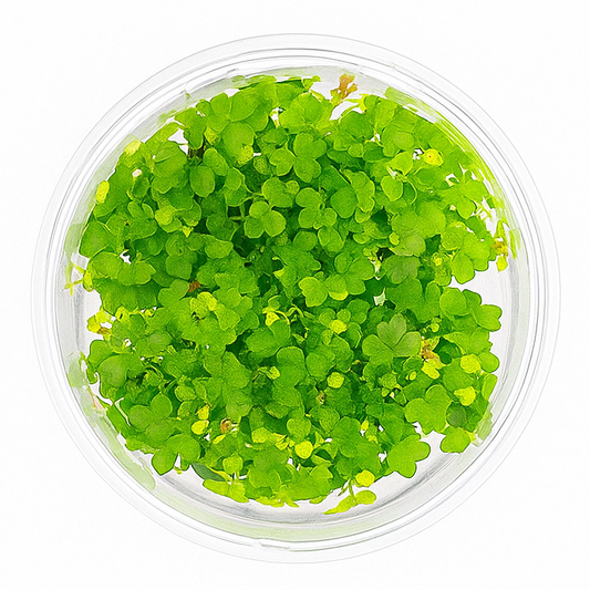 Hydrocotyle tripartita