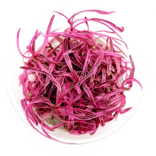 Hygrophila lancea ‘Chai'