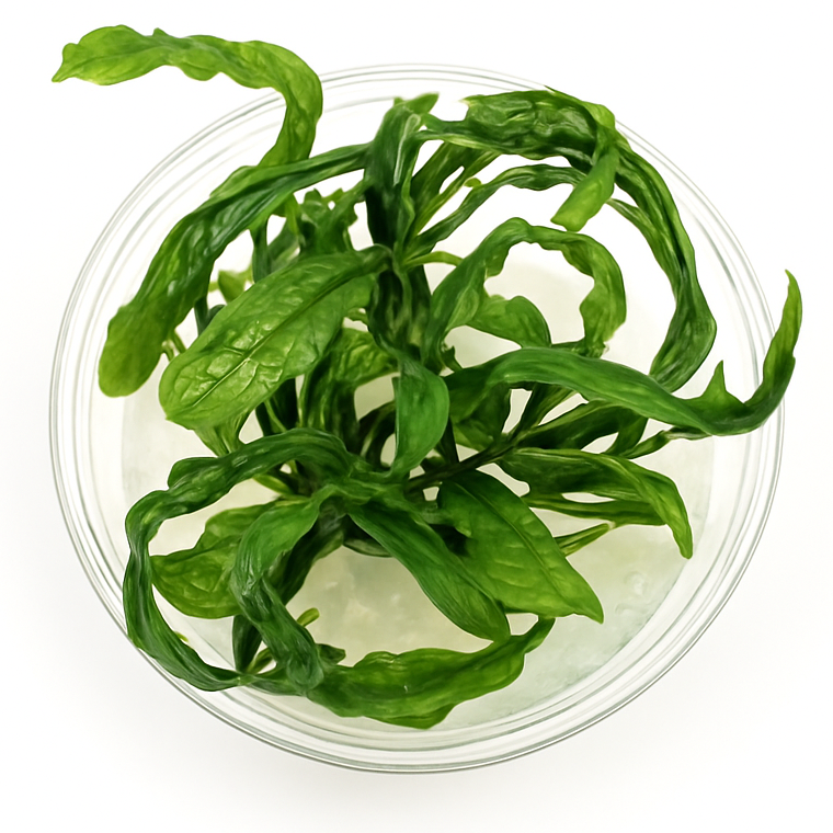 Green leafy vegetables in a clear plastic container on a white background