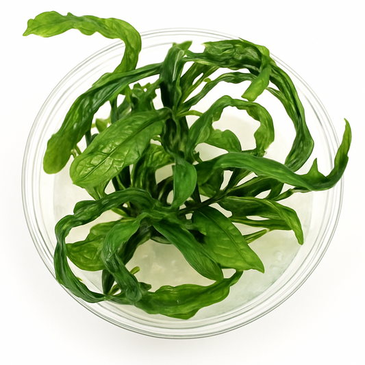 Green leafy vegetables in a clear plastic container on a white background