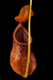 Nepenthes rowaniae