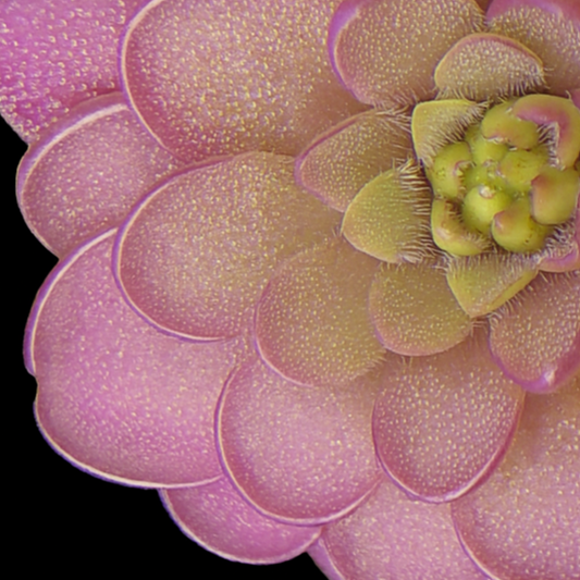 Close-up of a pink succulent plant with a black background