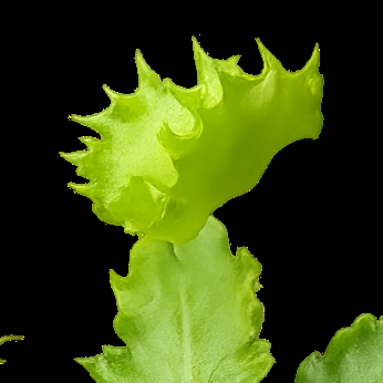 Dionaea muscipula 'Chinese Dumplings' (Venus Flytrap)