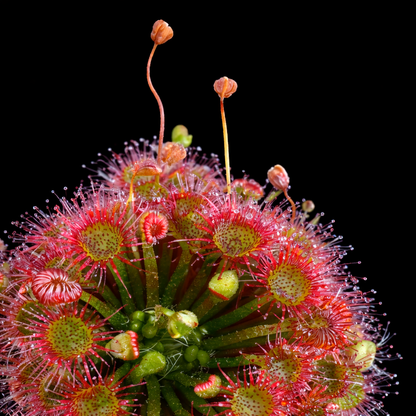 Drosera × badgerupii (Pygmy Sundew)