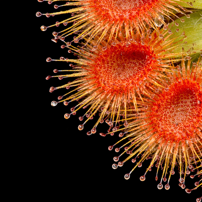 Drosera pulchella (Pygmy Sundew)