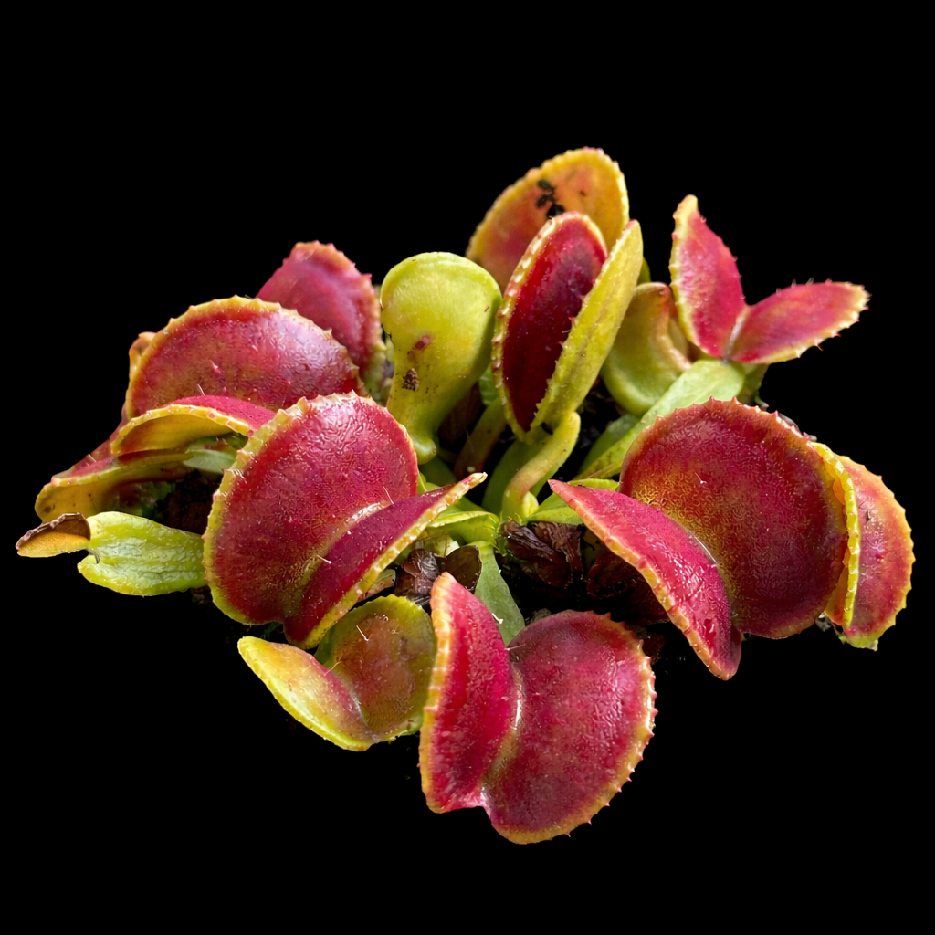 Dionaea Muscipula 'Amarone' (Venus Flytrap)