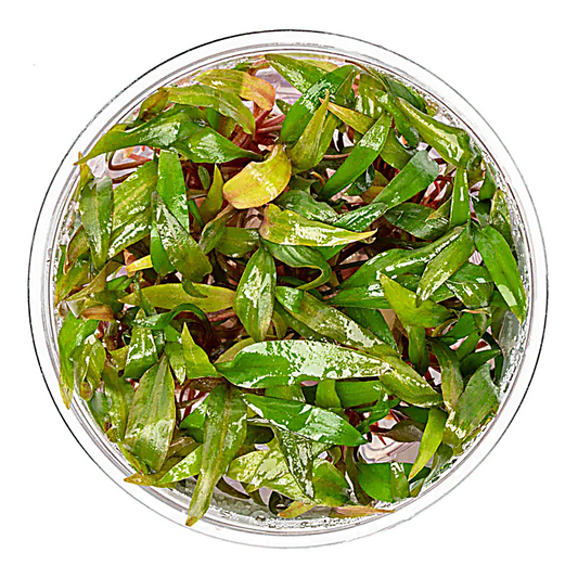 Cryptocoryne petchii