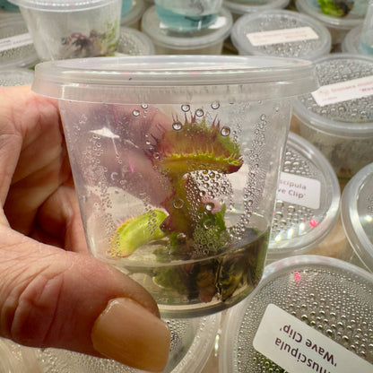 Dionaea muscipula ‘Wave Clip' (Venus Flytrap)