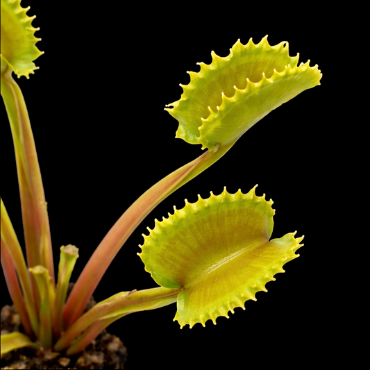 Dionaea muscipula 'Damballa' (Venus Flytrap)