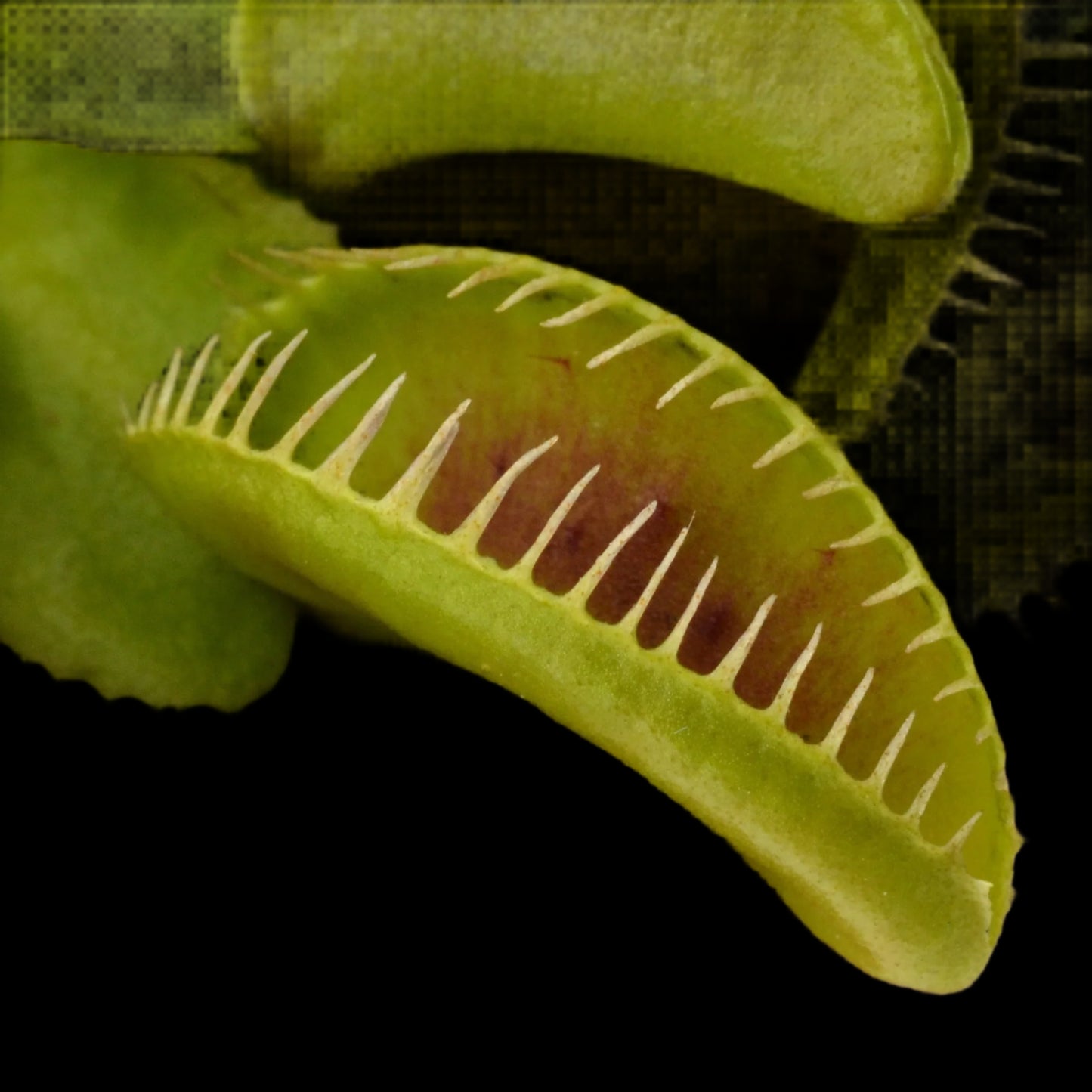 Dionaea muscipula ‘Alien’ (Venus Flytrap)