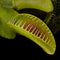 Dionaea muscipula 'Alien'