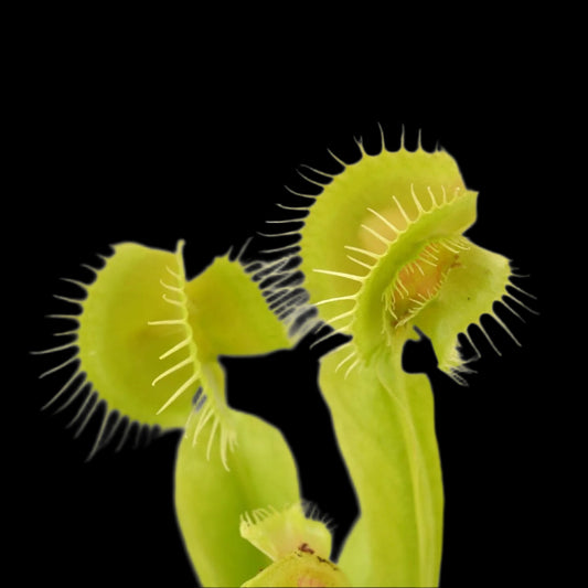Dionaea muscipula ‘Asmodeus' (Venus Flytrap)