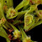 Dionaea muscipula 'Autokrator'