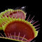 Dionaea muscipula 'Black Star' (Venus Flytrap)