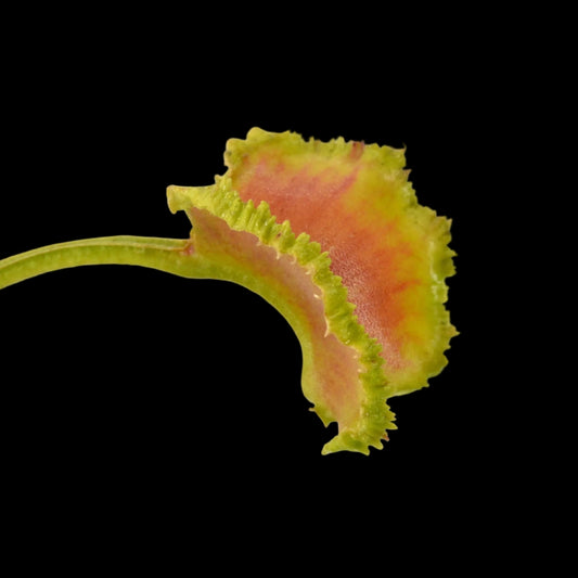 Dionaea Venus Fly Trap Bobbit Worn Close-up of a leaf with green and red hues on a white background