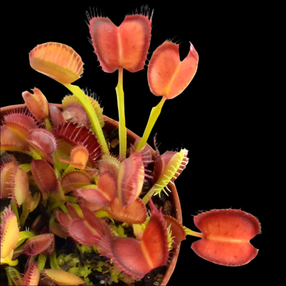 Dionaea muscipula ‘Booman's Mutant’ (Venus Flytrap)