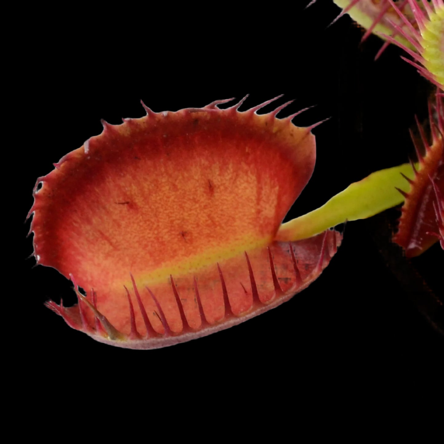 Dionaea muscipula ‘Booman's Mutant’ (Venus Flytrap)