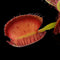 Dionaea muscipula 'Booman's Mutant’