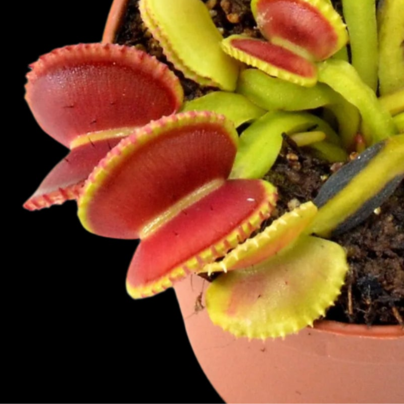 Dionaea muscipula ‘Coquillage’ (Venus Flytrap)