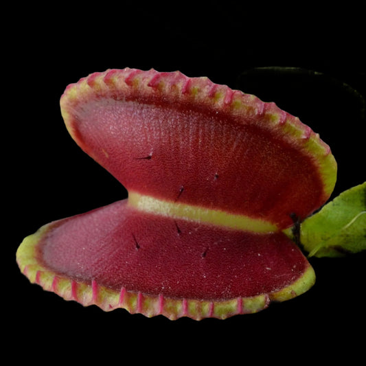 Dionaea muscipula ‘Coquillage’ (Venus Flytrap)
