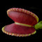 Dionaea muscipula 'Coquillage’