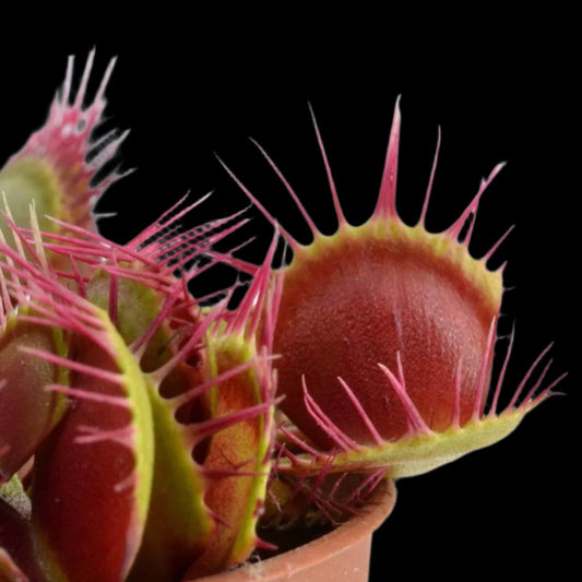 Dionaea muscipula ‘Cross Teeth' (Venus Flytrap)