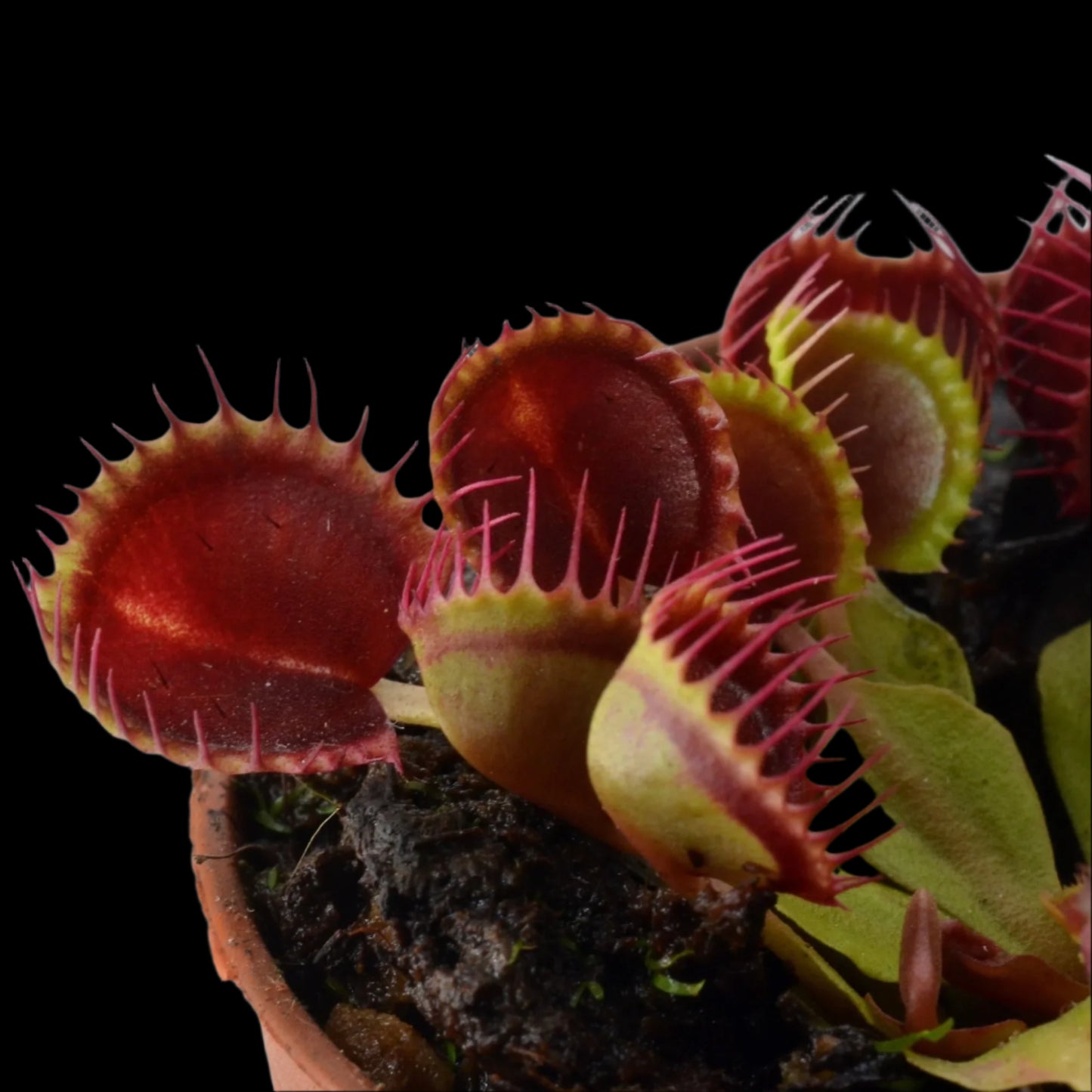 Dionaea muscipula ‘Cupped Traps’ (Venus Flytrap)