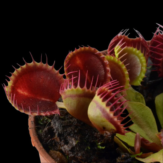 Dionaea muscipula ‘Cupped Traps’ (Venus Flytrap)