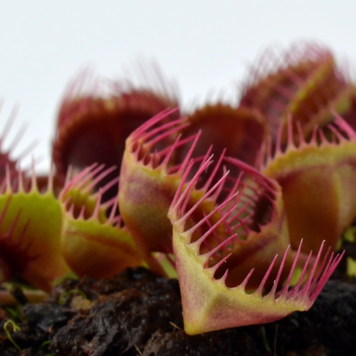 Dionaea muscipula ‘Cupped Traps’ (Venus Flytrap)