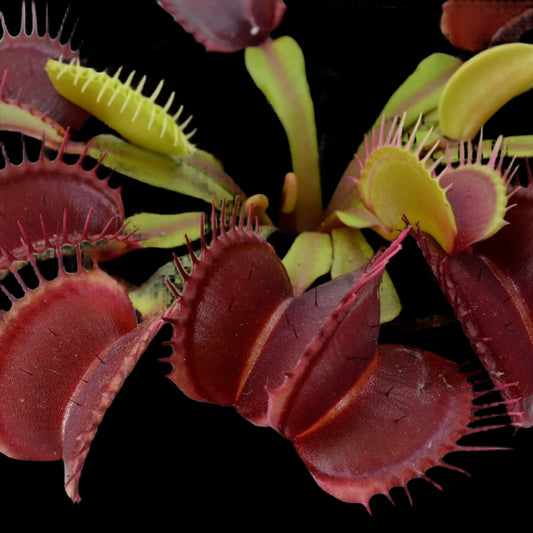 Dionaea muscipula ‘Diablo' (Venus Flytrap)