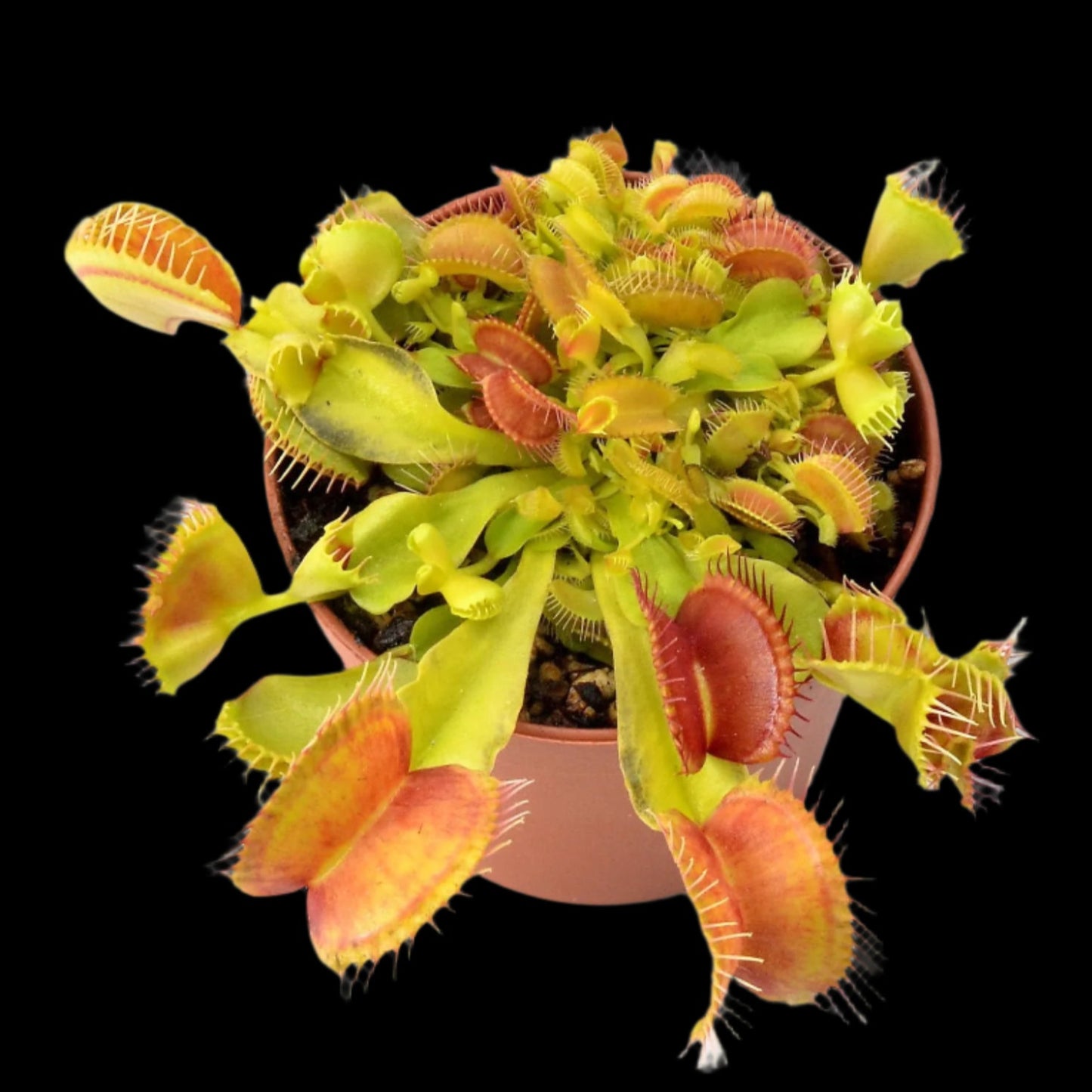 Dionaea muscipula ‘Double Trouble' (Venus Flytrap)