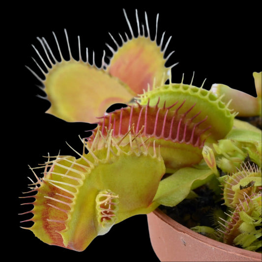 Dionaea muscipula ‘Double Trouble' (Venus Flytrap)