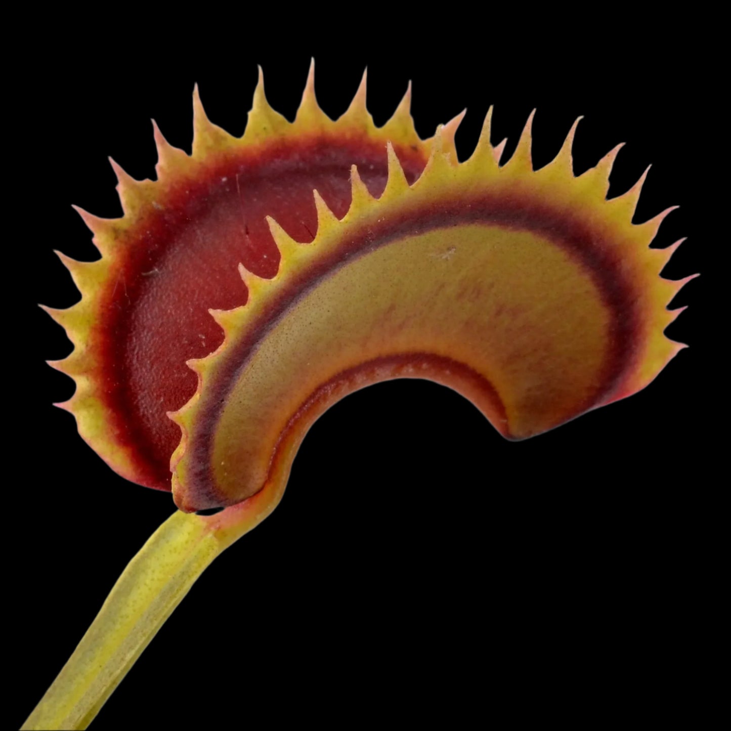 Dionaea muscipula ‘Dracula' (Venus Flytrap)