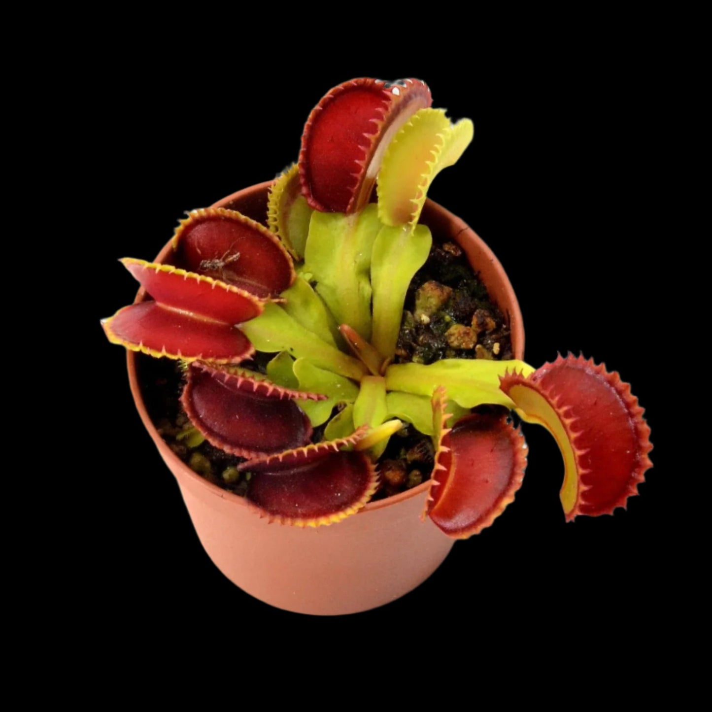 Dionaea muscipula ‘Dracula' (Venus Flytrap)