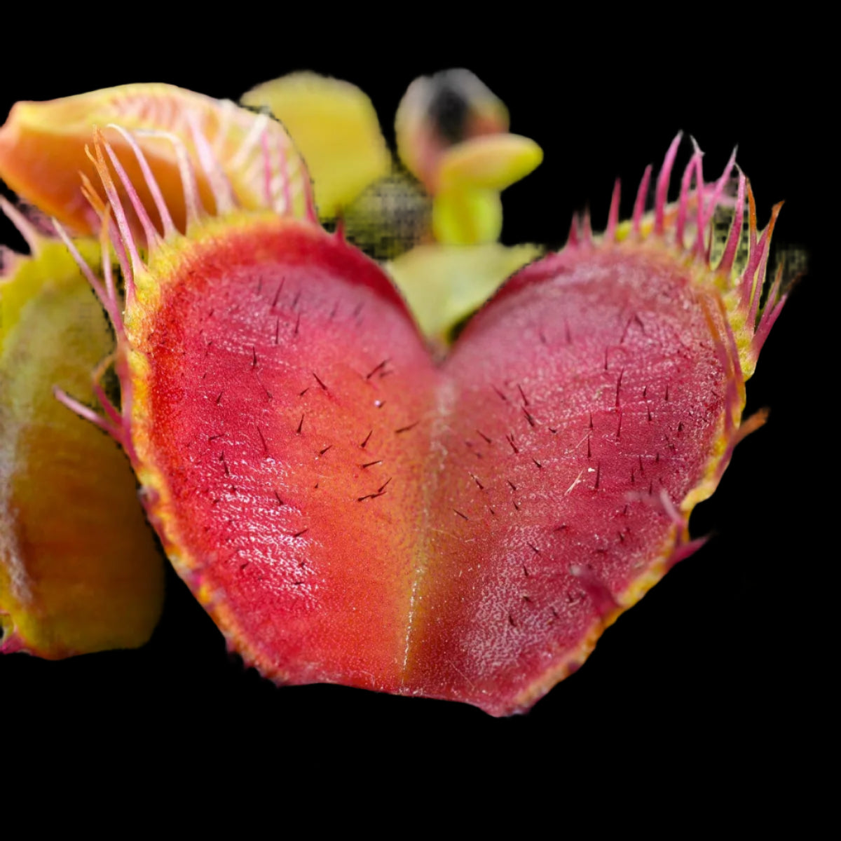 Dionaea muscipula ‘Fiamma' (Venus Flytrap)