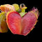 Dionaea muscipula 'Fiamma'