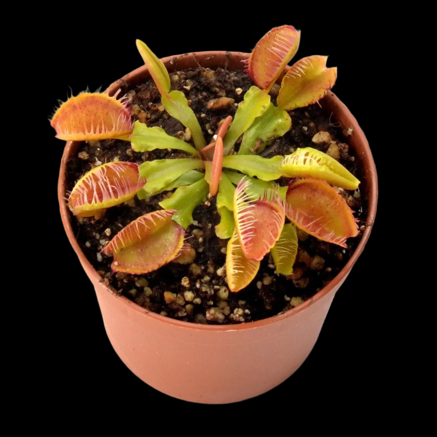 Dionaea muscipula ‘Fiamma' (Venus Flytrap)