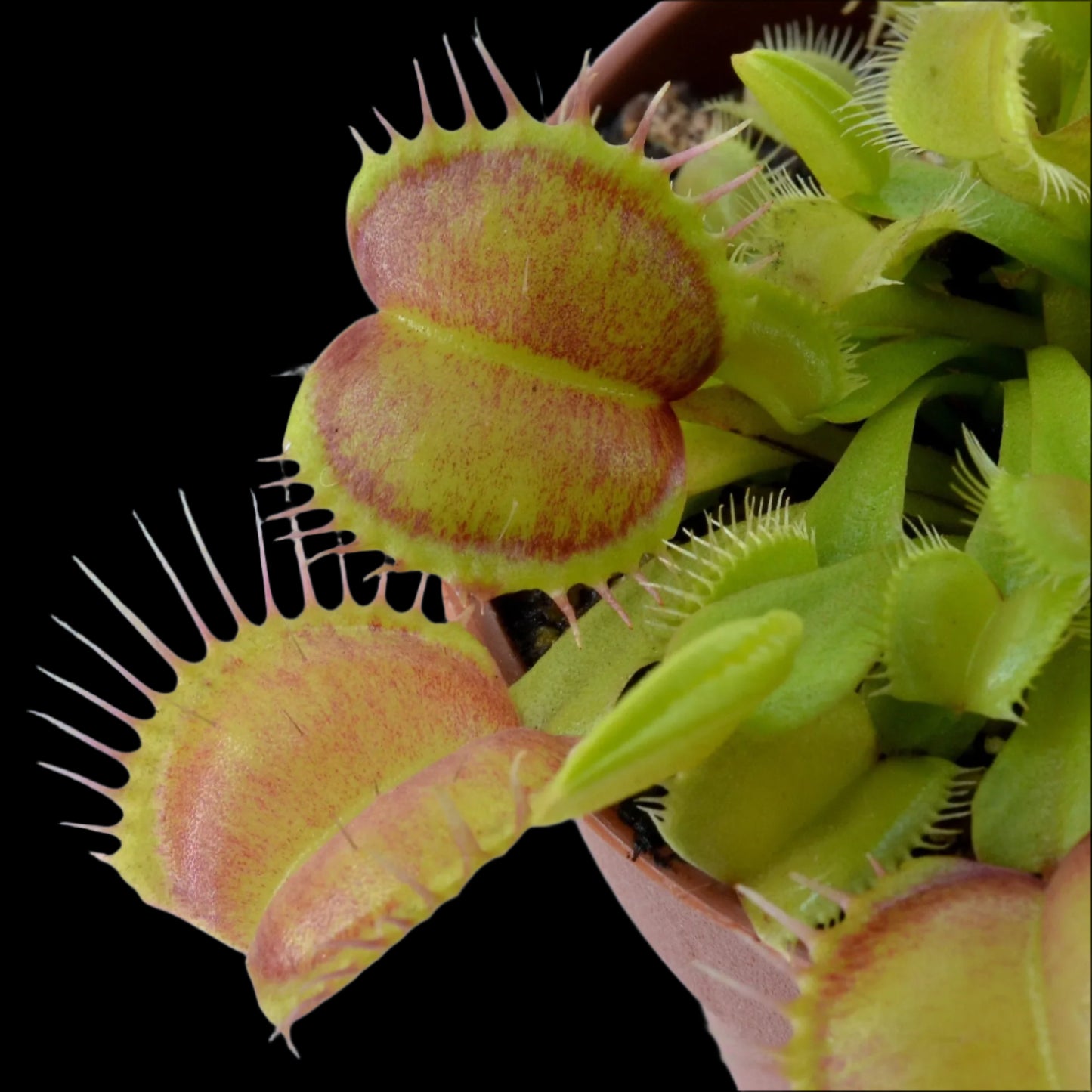 Dionaea muscipula ‘Galaxy' (Venus Flytrap)