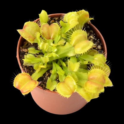 Dionaea muscipula ‘Galaxy' (Venus Flytrap)