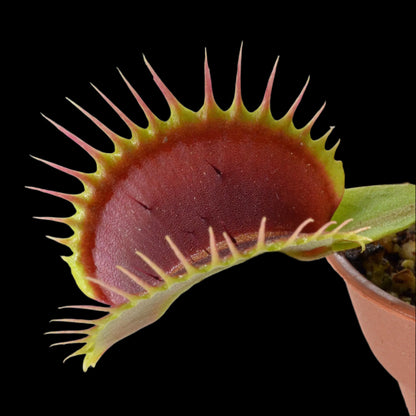 Dionaea muscipula ‘Big Mouth’ (Venus Flytrap)